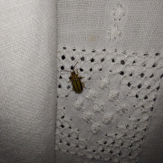 Xanthogalerucella luteola - szilfa-olajosbogár