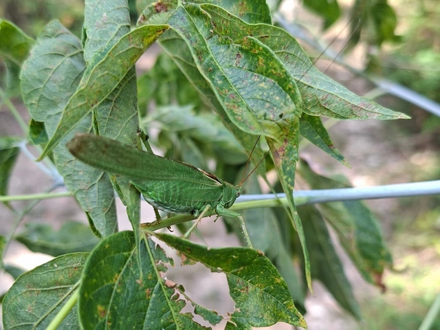 Tettigonia viridissima - zöld lombszöcske