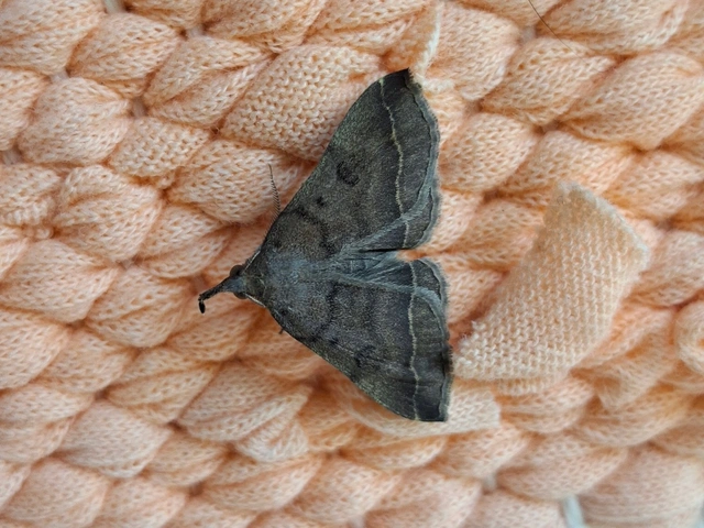 Pechipogo plumigeralis - tollascsápú karcsúbagoly