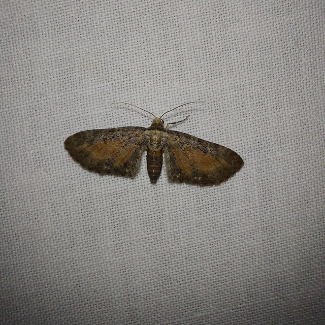 Eupithecia icterata - rozsdafoltos törpearaszoló