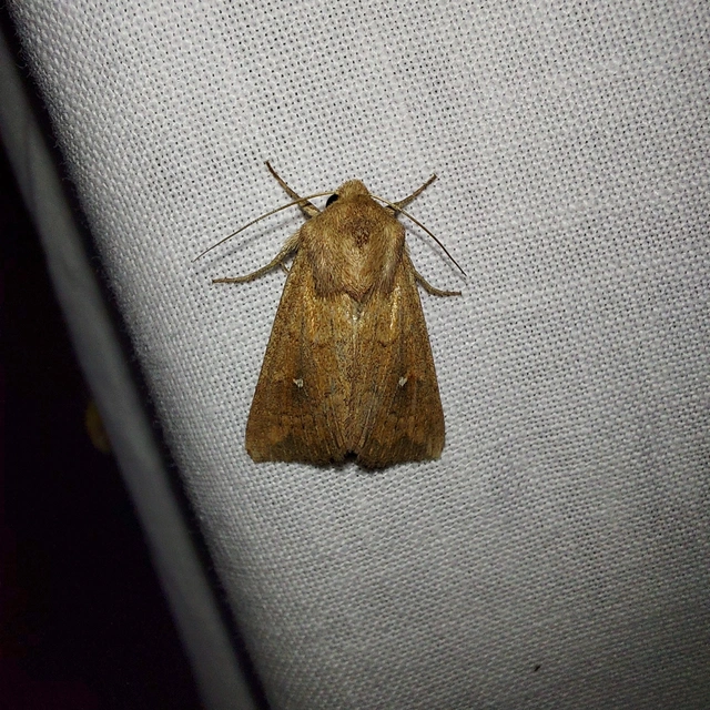 Mythimna albipuncta - fehérpettyes rétibagoly