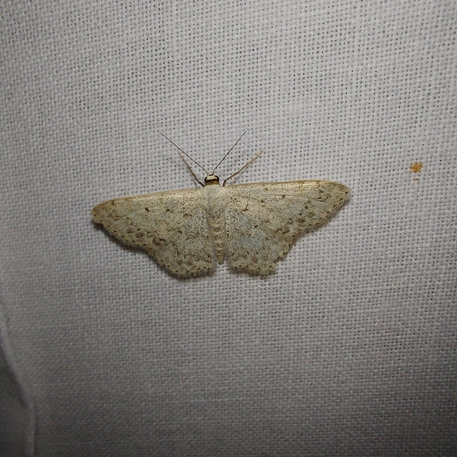 Scopula marginepunctata - pettyes sávosaraszoló