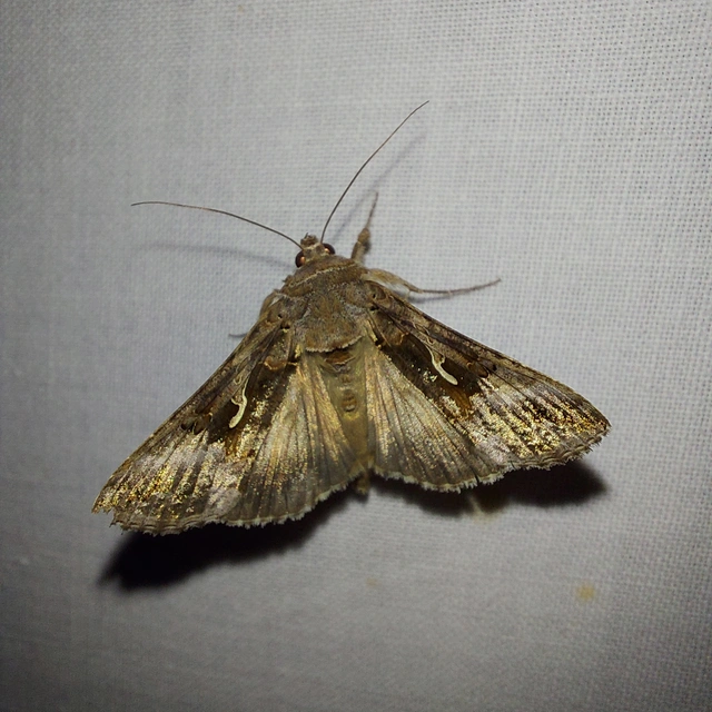 Autographa gamma - gammalepke