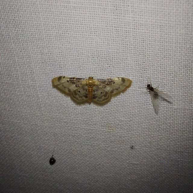 Idaea filicata - sötéttövű apróaraszoló