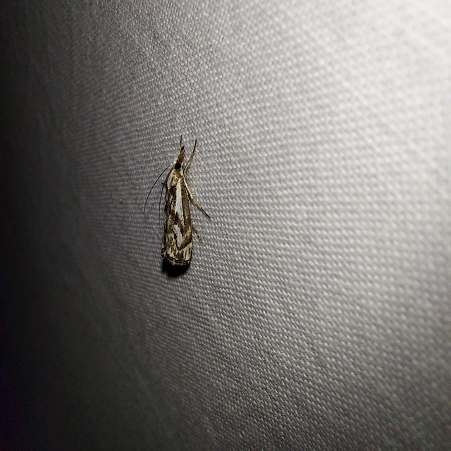 Catoptria confusellus - tarka fűgyökérmoly