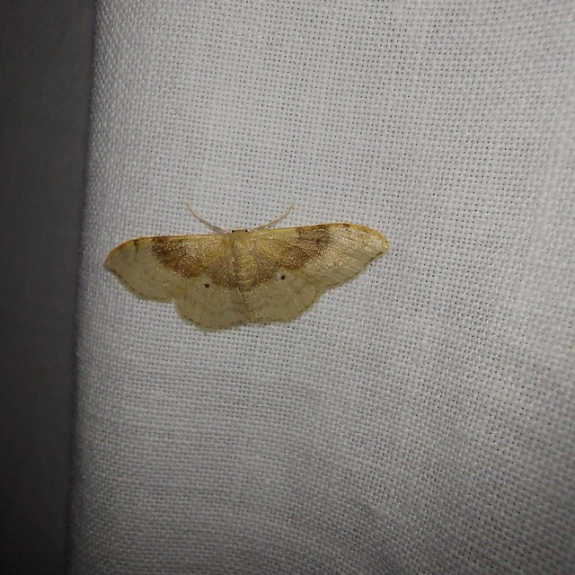 Idaea degeneraria - barnasávos araszoló