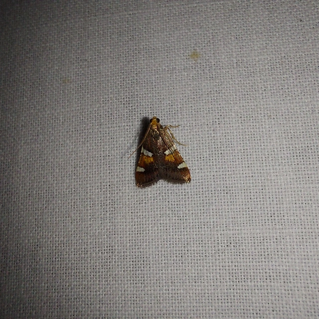 Pyralis regalis - pompás fényilonca