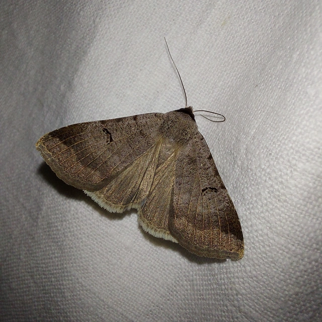 Lygephila craccae - gyakori csüdfűbagoly