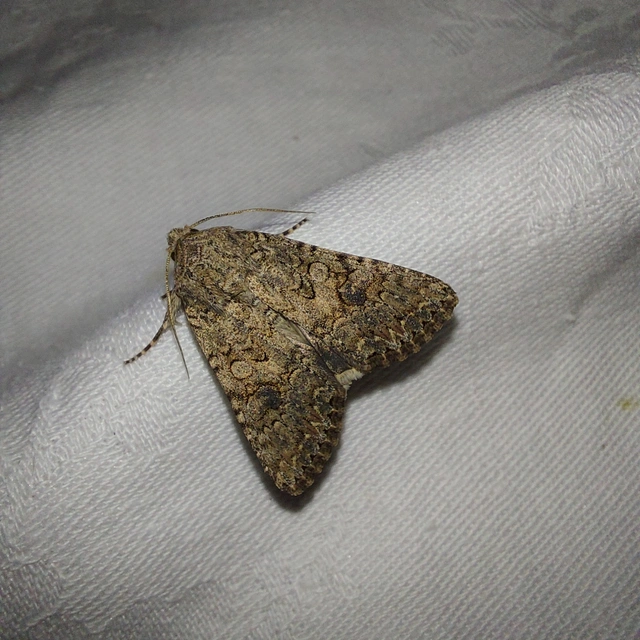 Hadula trifolii - lóherebagoly