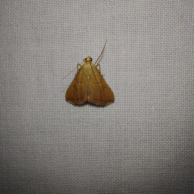 Endotricha flammealis - tüzesszárnyú fényilonca