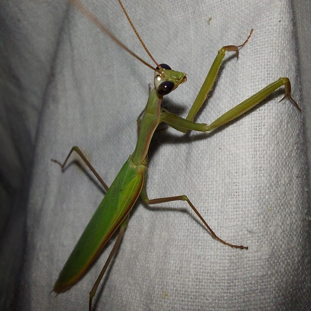 Mantis religiosa - imádkozósáska