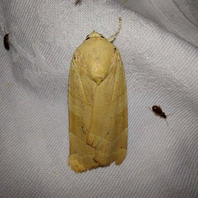 Noctua fimbriata - szélessávú sárgafűbagoly