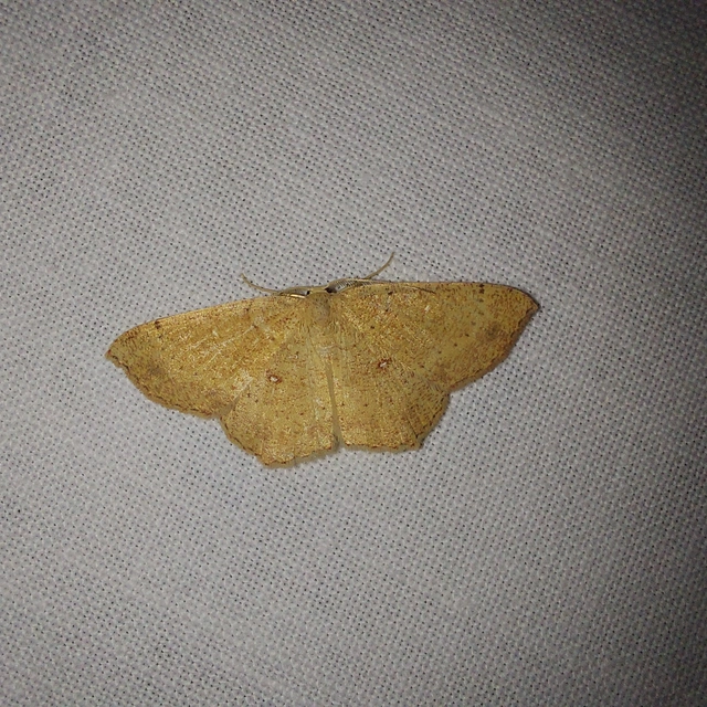 Cyclophora porata - körös pettyesaraszoló