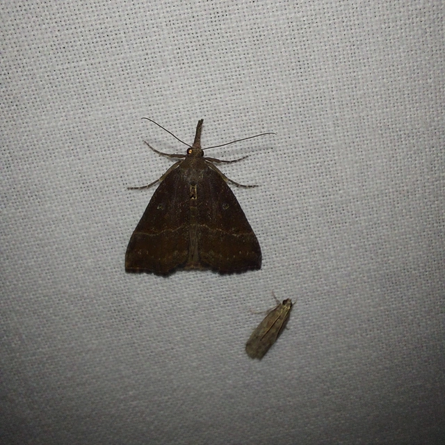 Hypena rostralis - közönséges karcsúbagoly