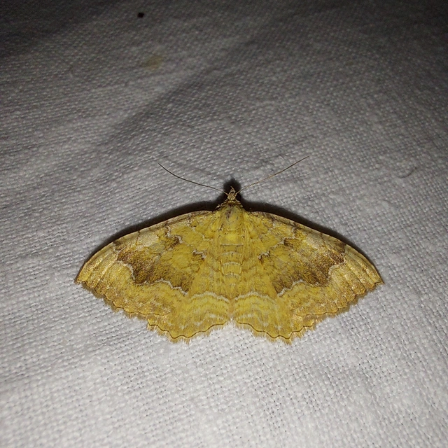 Camptogramma bilineata - kétvonalas sávosaraszoló