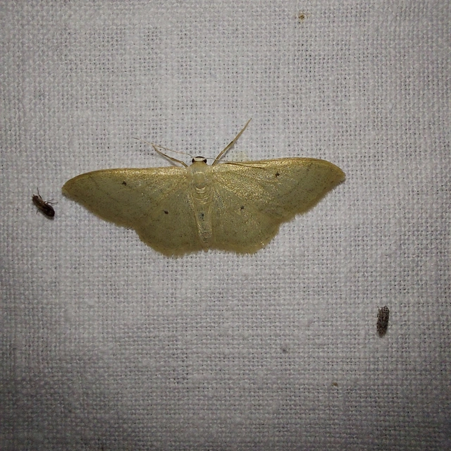 Idaea straminata - szalmasárga sávosaraszoló