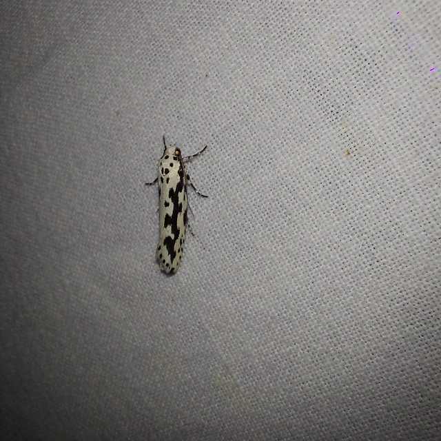 Ethmia candidella - őszi feketemoly