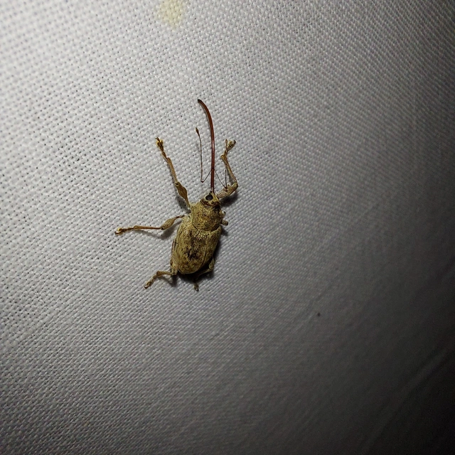 Curculio elephas - gesztenyezsuzsóka