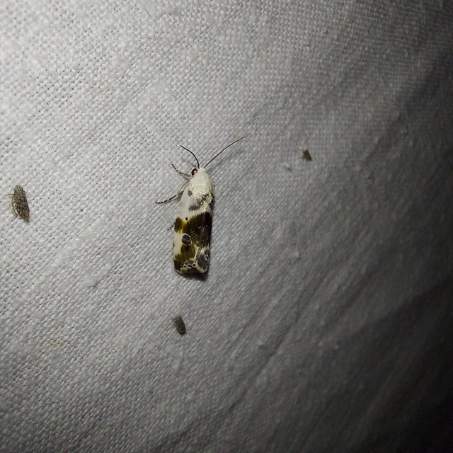 Ponometia candefacta - parlagfűbagoly