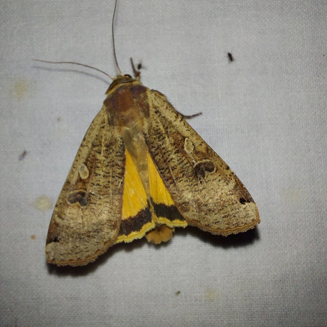 Noctua pronuba - nagy sárgafűbagoly