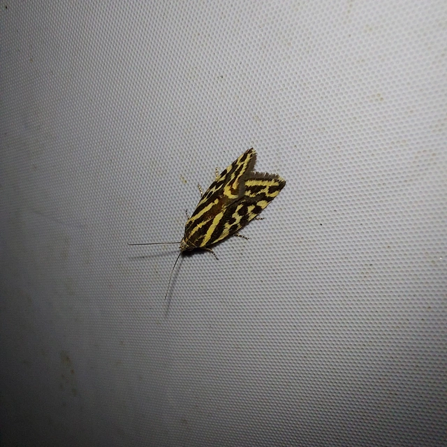 Emmelia trabealis - zebrabagoly
