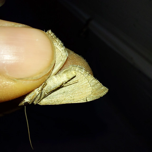 Aplocera plagiata - szürke csíkosaraszoló