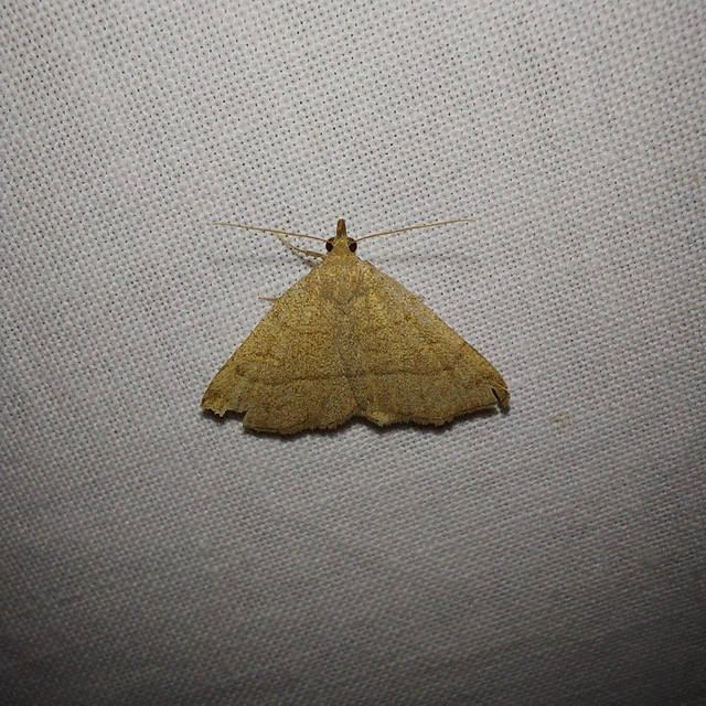 Paracolax tristalis - sárgás karcsúbagoly
