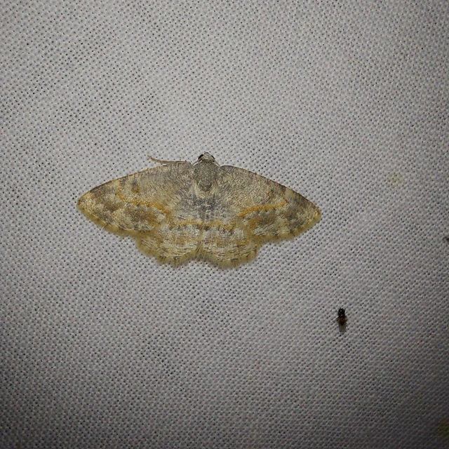 Charissa variegata - tarka sziklaaraszoló