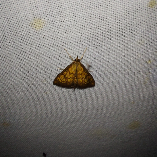Ecpyrrhorrhoe rubiginalis - rozsdavörös tűzmoly