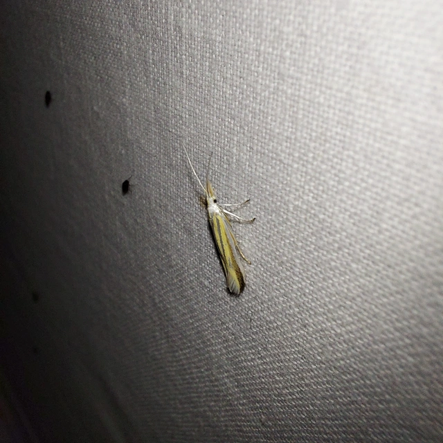 Coleophora
