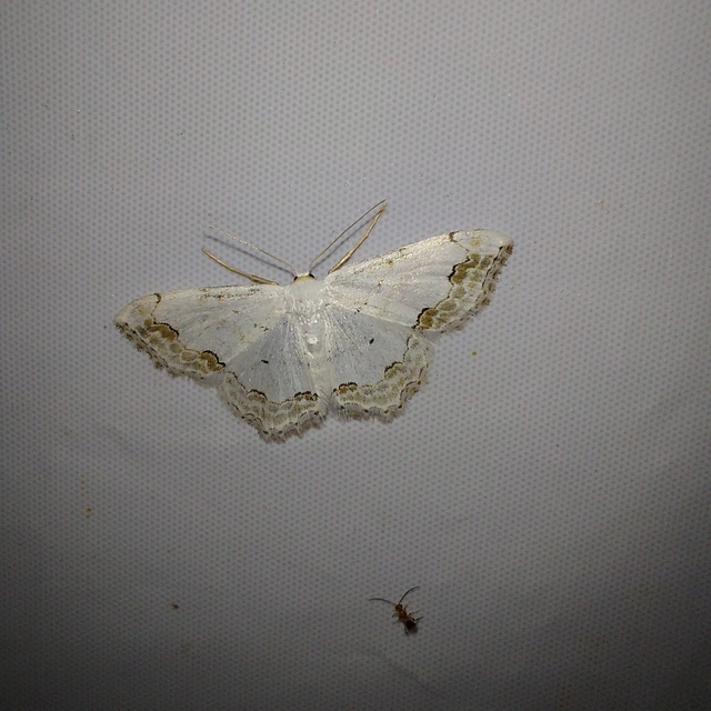 Scopula ornata - díszes fehéraraszoló
