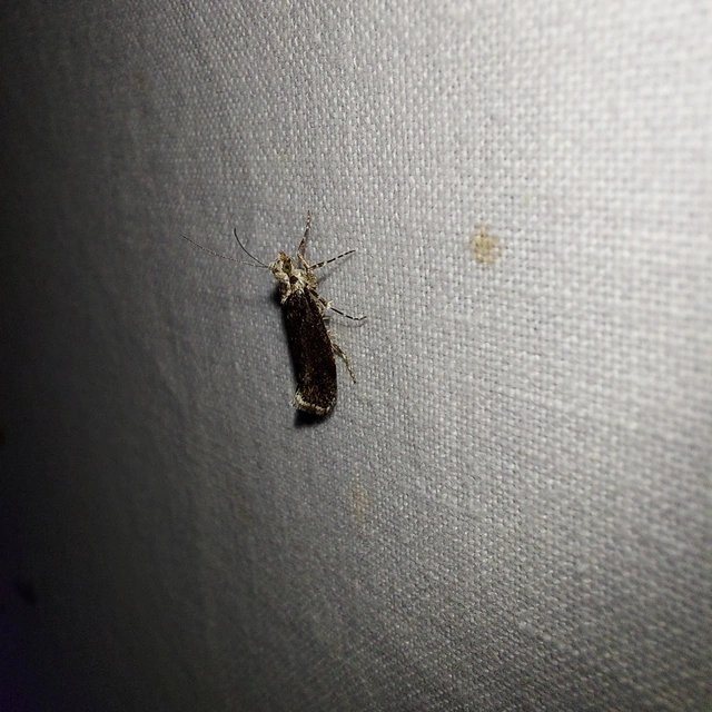 Ypsolopha sequella - ligeti tarkamoly