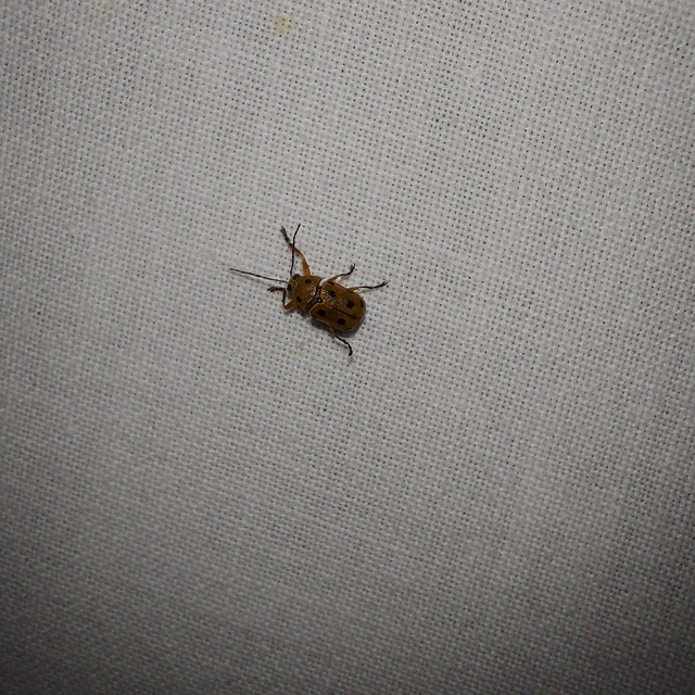Cryptocephalus octomaculatus - nyolcfoltos zömökbogár