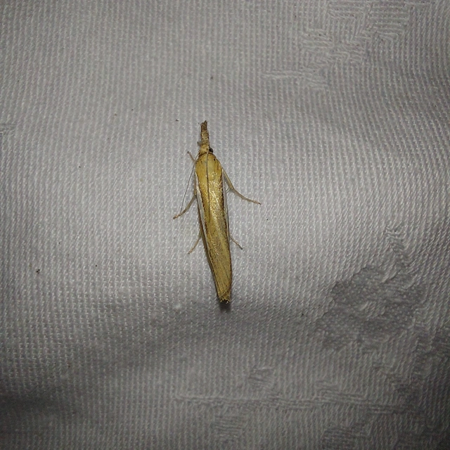 Agriphila tristella - gyászos fűgyökérmoly