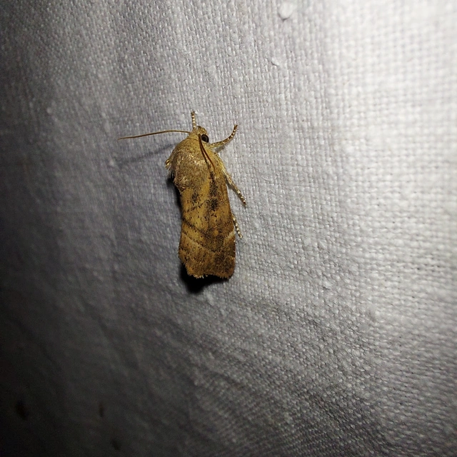 Cosmia affinis - barna lombbagoly