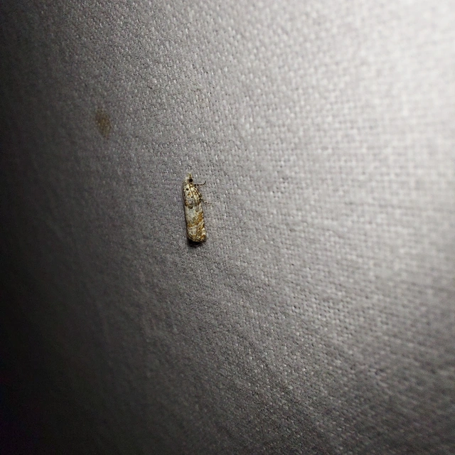 Thiodia trochilana - dárdahere-tükrösmoly