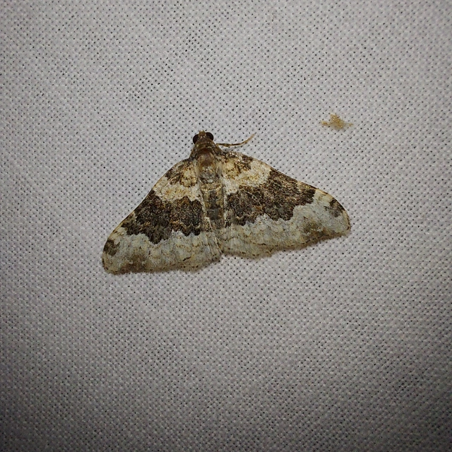 Epirrhoe galiata - sávos galajaraszoló