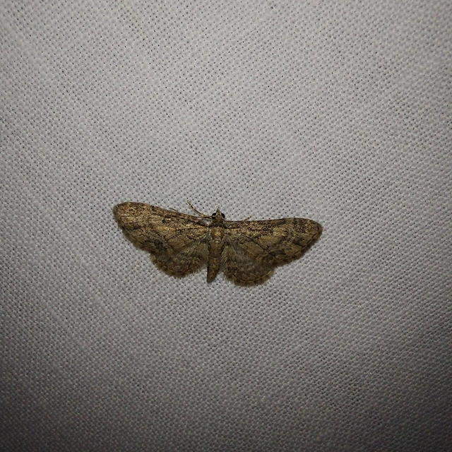 Eupithecia inturbata - juhar-törpearaszoló