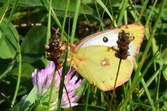Colias alfacariensis - déli kéneslepke
