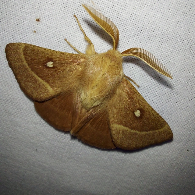 Lasiocampa trifolii - lóhereszövő
