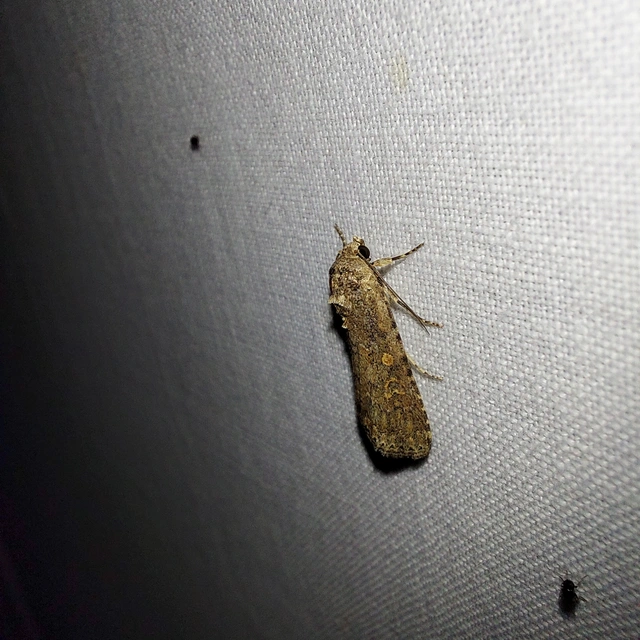 Spodoptera exigua - apró jegyesbagoly