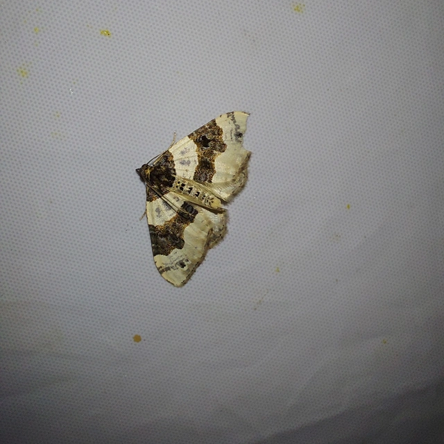 Cosmorhoe ocellata - szemes galajaraszoló