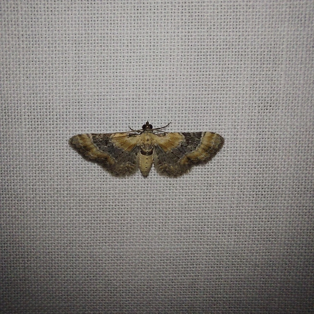 Eupithecia linariata - vonalas törpearaszoló