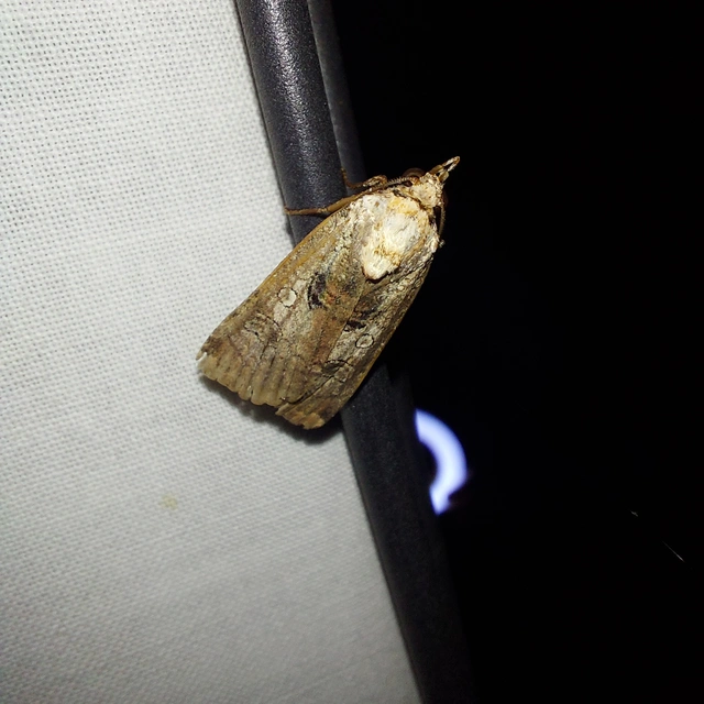 Epilecta linogrisea - karcsú sárgafűbagoly