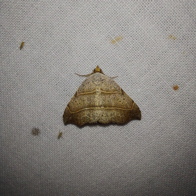 Laspeyria flexula - zuzmóbagoly