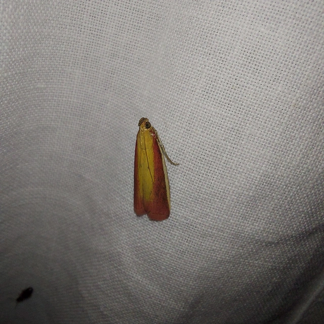 Oncocera semirubella - lucernamoly