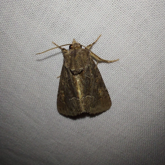 Thalpophila matura - fakó erdeibagoly