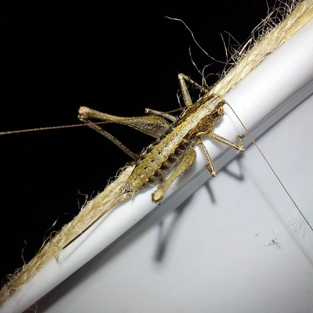 Rhacocleis germanica - német szöcske