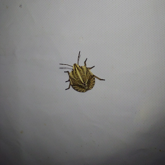 Graphosoma italicum - csíkos pajzsospoloska