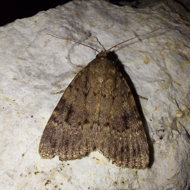 Amphipyra pyramidea - fahéjszínű bagoly